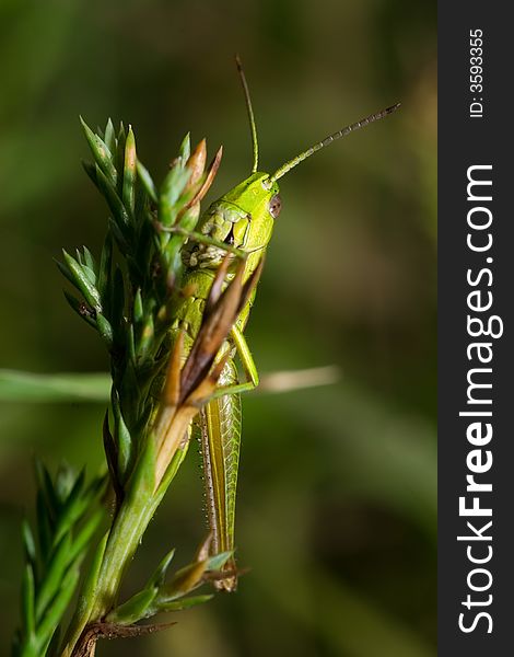 Grasshopper (Chorthippus) on blade of grass close up shoot. Grasshopper (Chorthippus) on blade of grass close up shoot