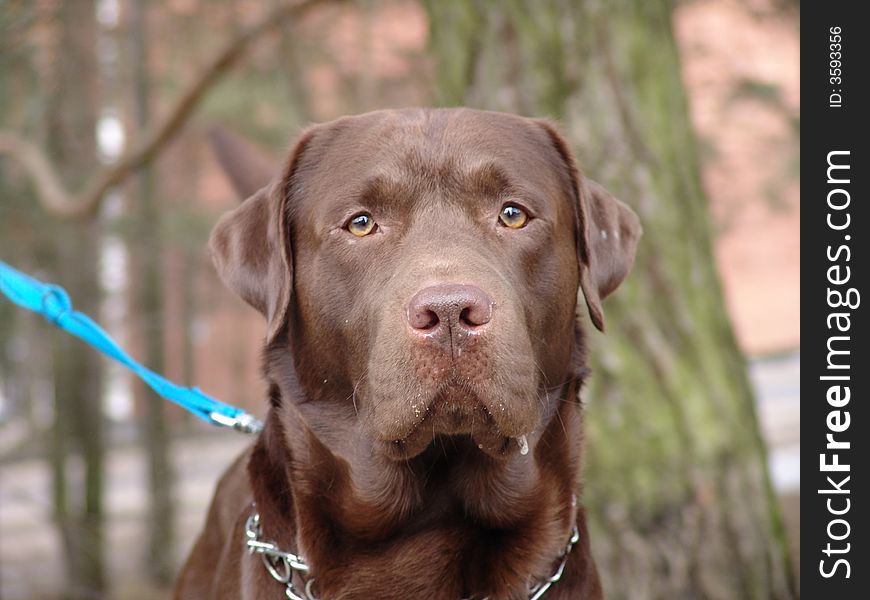 Big brown dog awaiting for master.