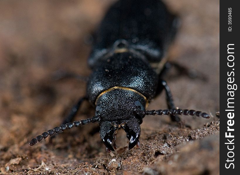 Longhorn beetle (Spondylis buprestoides) , macro shoot