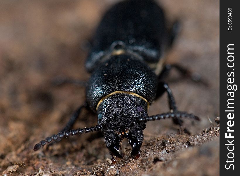 Longhorn beetle (Spondylis buprestoides) , macro shoot