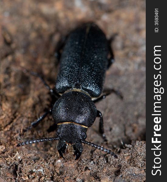 Longhorn beetle (Spondylis buprestoides) , macro shoot