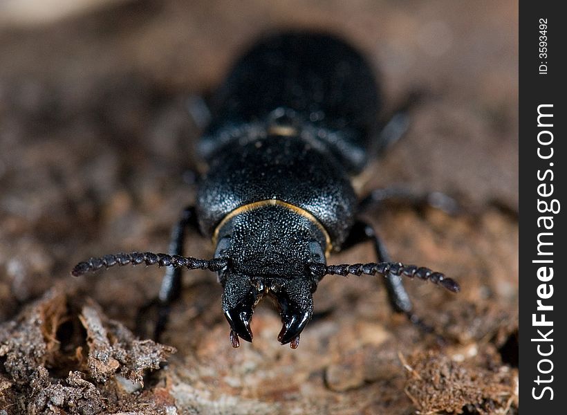 Longhorn beetle (Spondylis buprestoides) , macro shoot