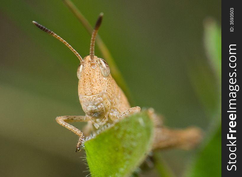 Grasshopper (Chorthippus) on blade of grass close up shoot. Grasshopper (Chorthippus) on blade of grass close up shoot