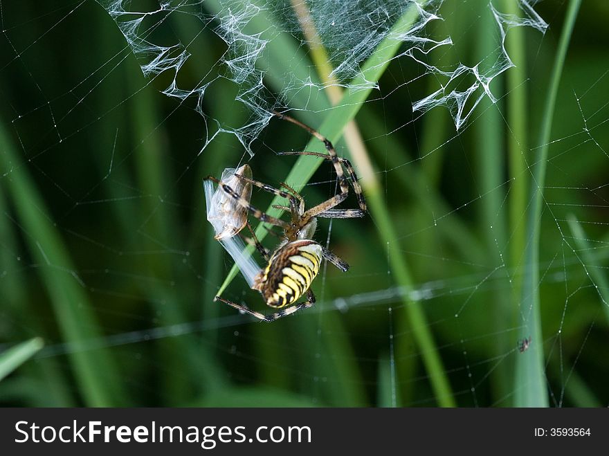 Spider in his net, close up photo