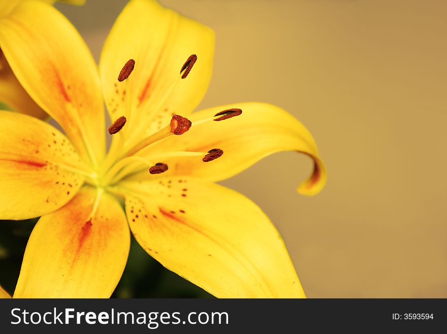 Excellent yellow flower is lily against the yellow background
