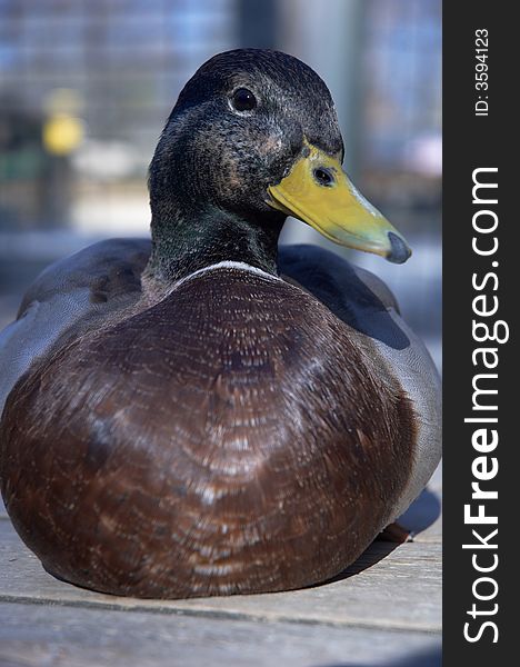 Close-up of a mallard duck sitting on a dock.