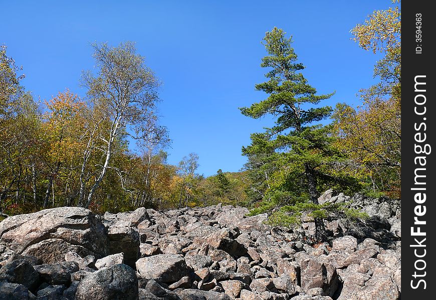 An autumn landscape in far-eastern taiga. The yellow birches and green cedrine pines on rock-slide. Russian Far East, Primorye. An autumn landscape in far-eastern taiga. The yellow birches and green cedrine pines on rock-slide. Russian Far East, Primorye.