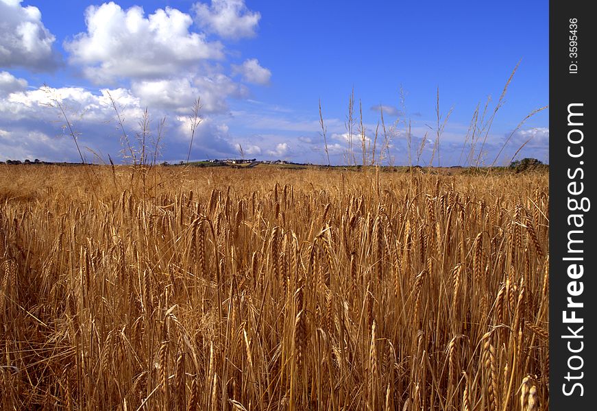 Barley field in summer