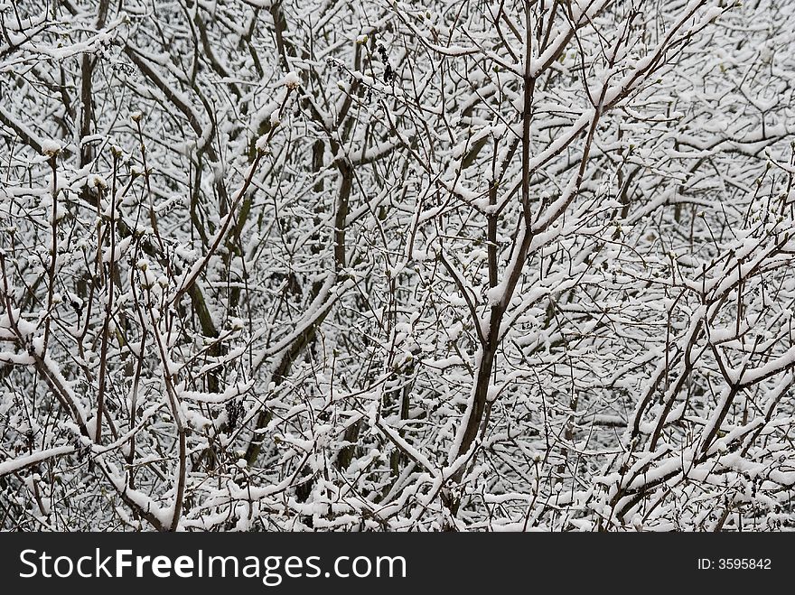 Closeup of winter snowy branches