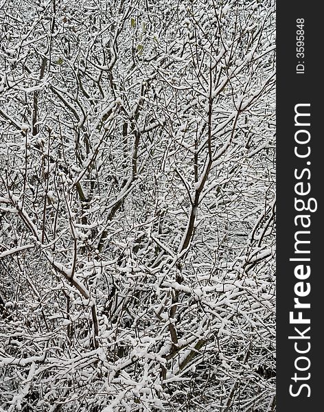 Closeup of winter snowy branches