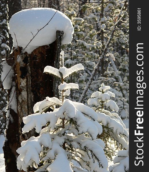 The sun appears through through snow on branches of a young pine. The sun appears through through snow on branches of a young pine