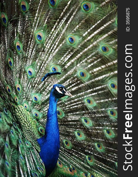 Close up image of a peacocks neck and head surrounded by feathers. Close up image of a peacocks neck and head surrounded by feathers