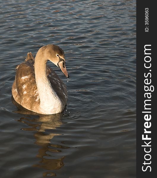 Young swan in a pond