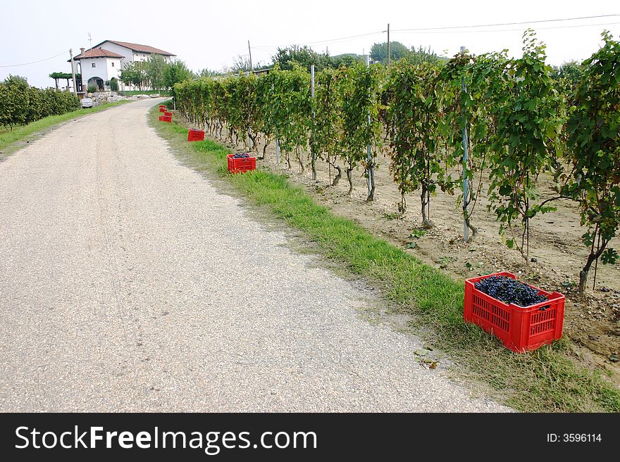 An Italian countryroad with red boxes filled with blue grapes next to vines after harvesting. An Italian countryroad with red boxes filled with blue grapes next to vines after harvesting.