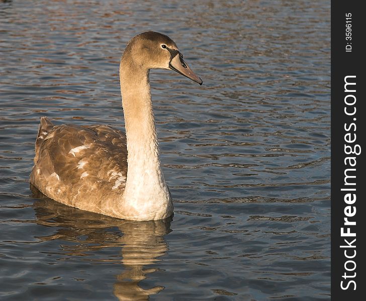 Young male swan on the lake. Young male swan on the lake