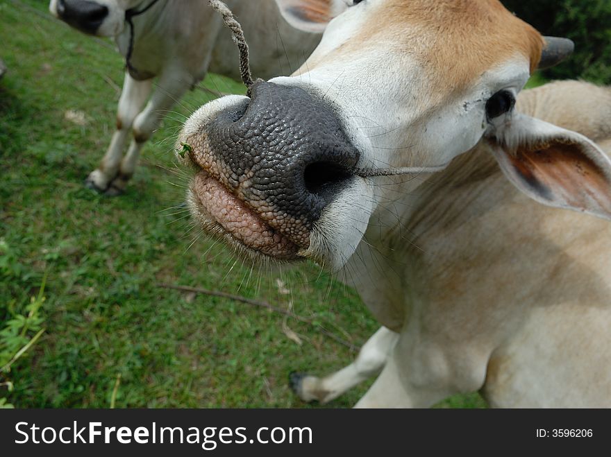 Portrait of a cow in closeup