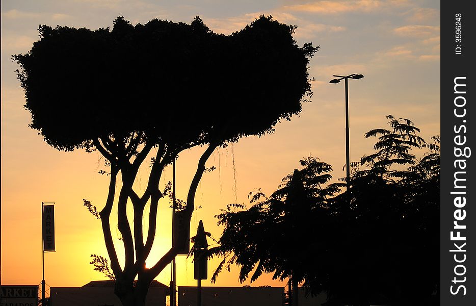 Evening background: trees silhouetted at sunset (Tenerife, Canary Islands, Spain). Evening background: trees silhouetted at sunset (Tenerife, Canary Islands, Spain).