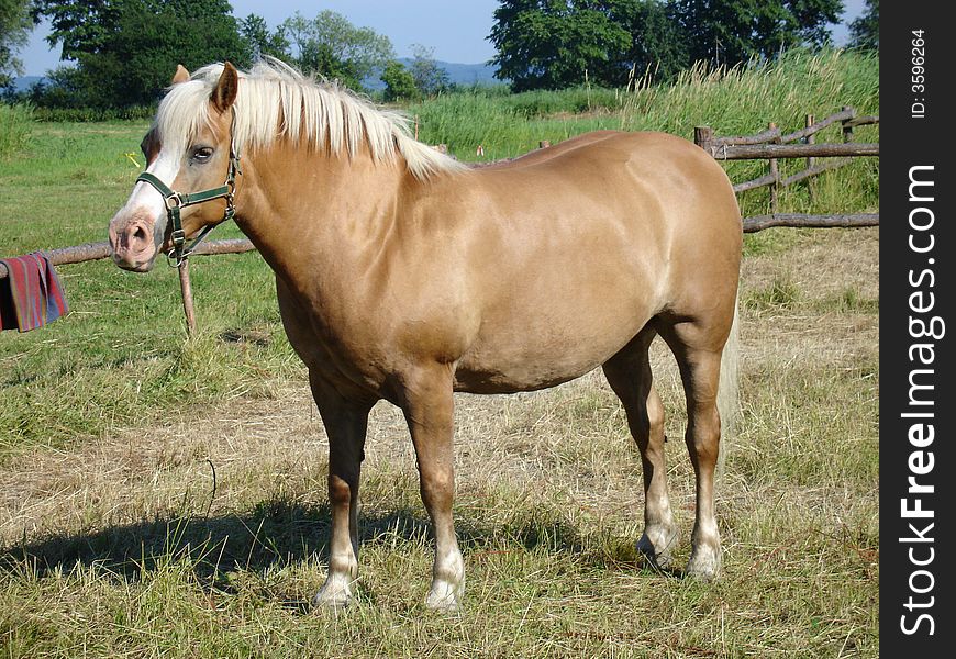 Golde Horse