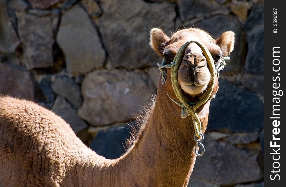 Camel at the zoo in mexico