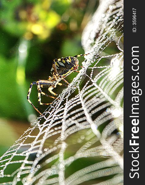 Hairy Spider On His  Web. Hairy Spider On His  Web