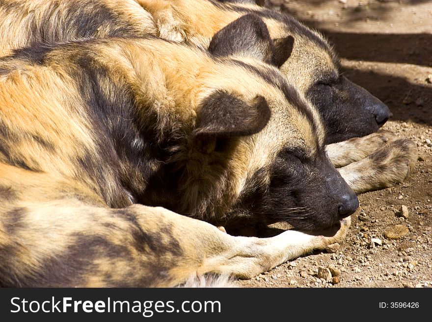 Sleeping hyenas at the zoo