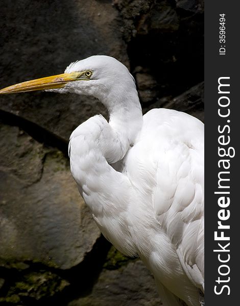 White egret at the zoo