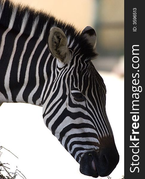 Srtpped zebra at the zoo