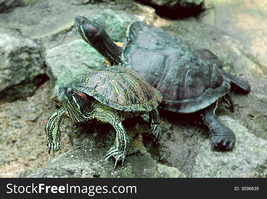 Close up of two turtles on stones