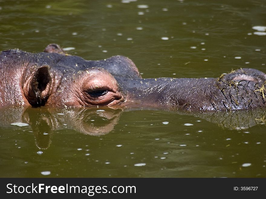 Hippo at the zoo park. Hippo at the zoo park