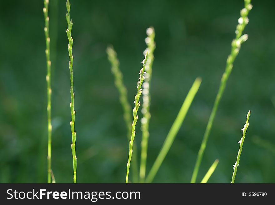 Grass in dark green backyard