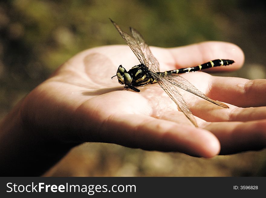 Detail of a hand, holding a dragonfly insect.