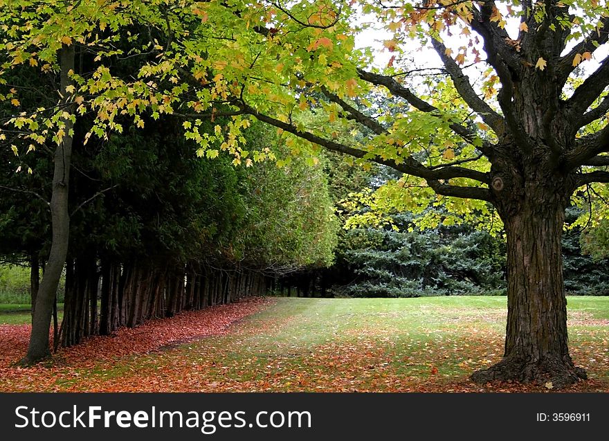 Beautiful autumn scene in a park in michigan