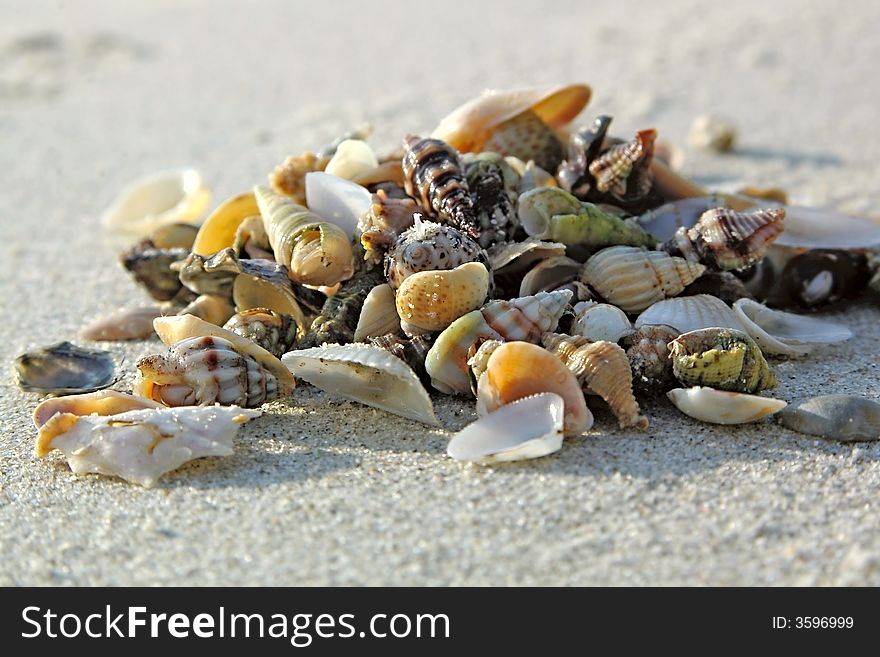 Different seashells on sand beach