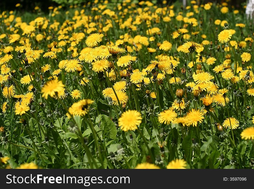 The yellow sea from blossoming dandelions in a middle of spring