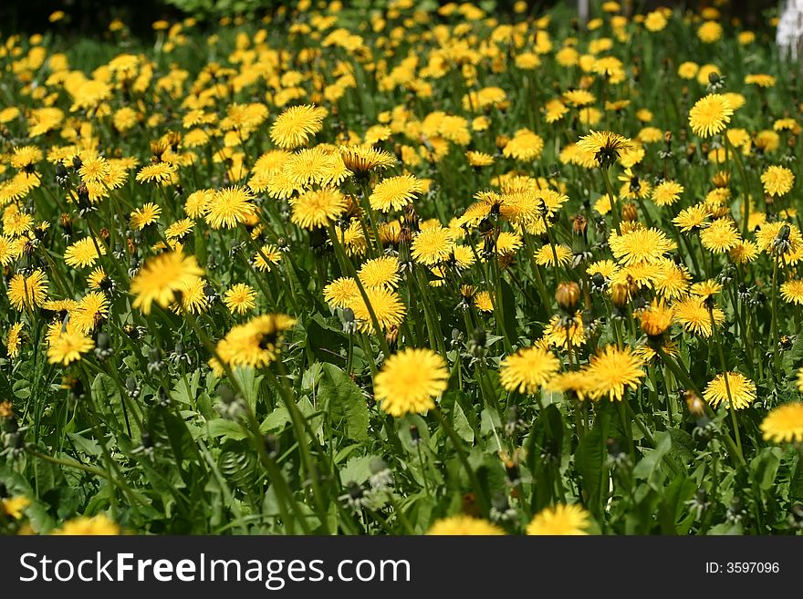 Blossoming dandelions