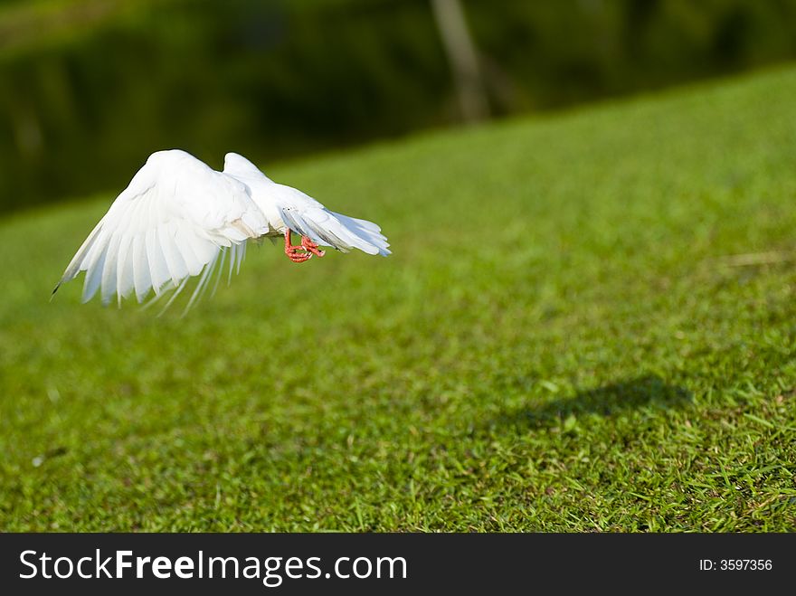 A white pigeon takes off, leaving only its shadow on the ground. A white pigeon takes off, leaving only its shadow on the ground