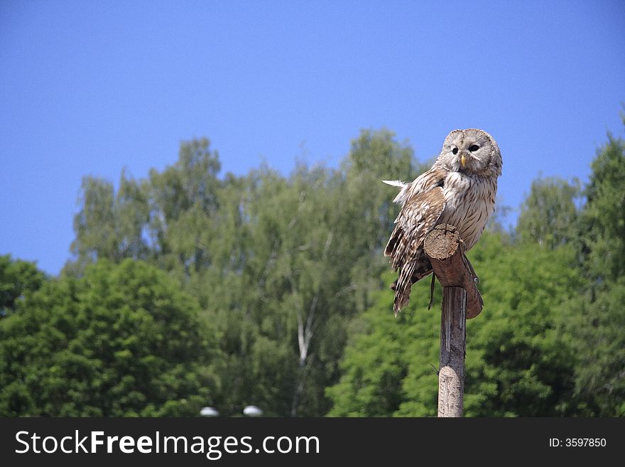 Wary owlet on the wooden perch