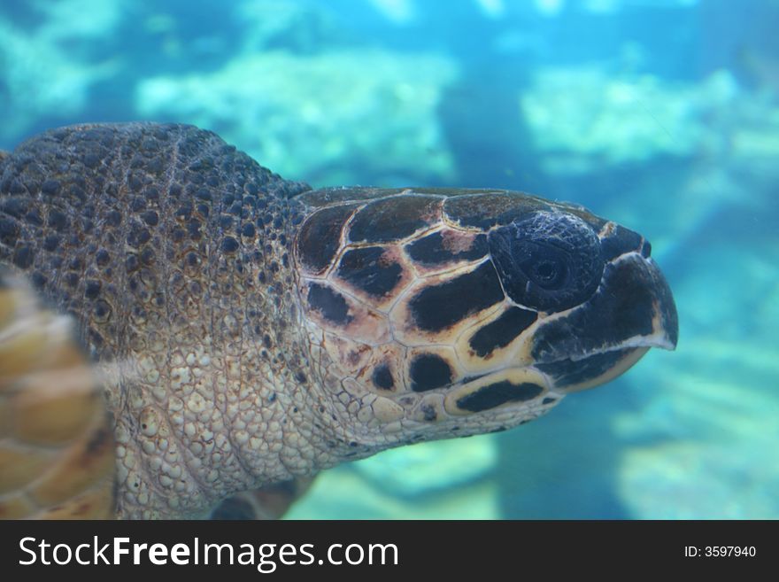 A sea turtle in an enclosure.