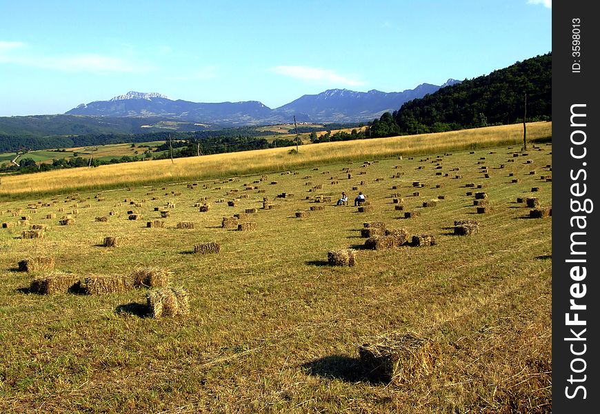Summer wheat field in Serbia
