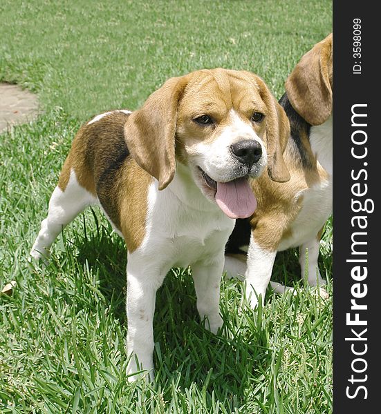 Purebreed beagle dog standing next to another one. Purebreed beagle dog standing next to another one