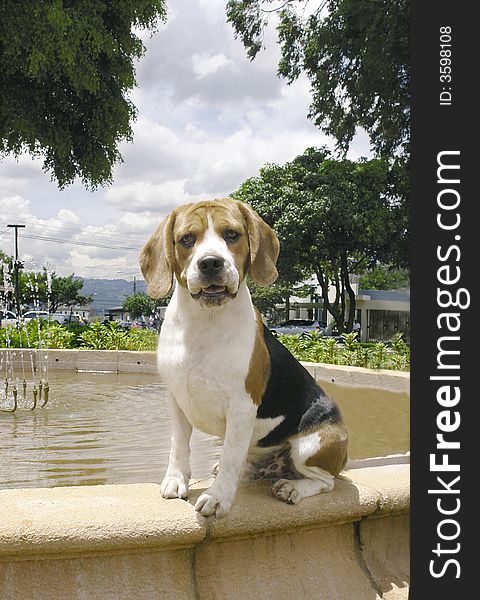 Purebreed beagle dog sitting on top of a fountain. Purebreed beagle dog sitting on top of a fountain