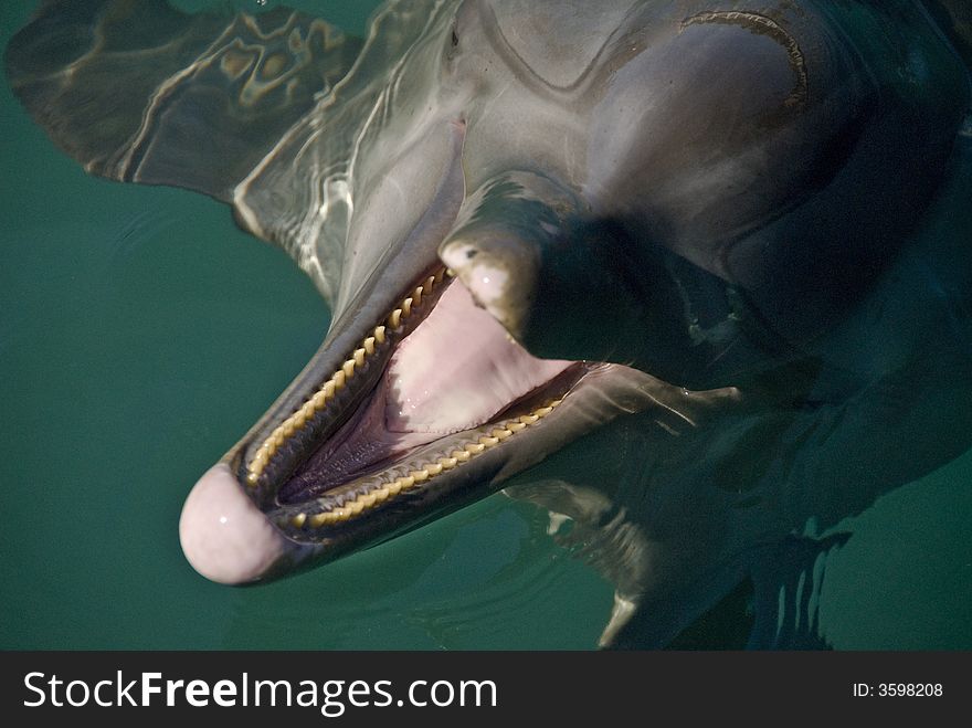 Close up of a dolphin. Close up of a dolphin