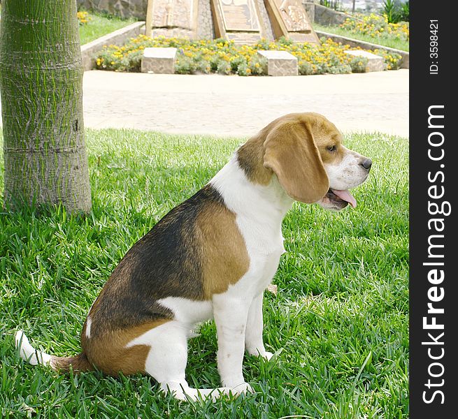 Purebreed beagle dog sitting sideways in a park. Purebreed beagle dog sitting sideways in a park