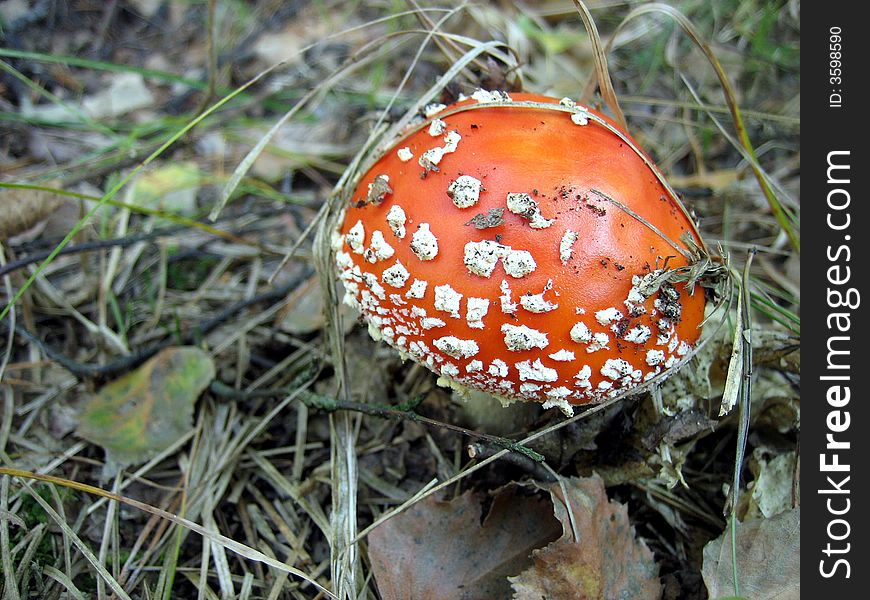 Red Mushroom On Grass