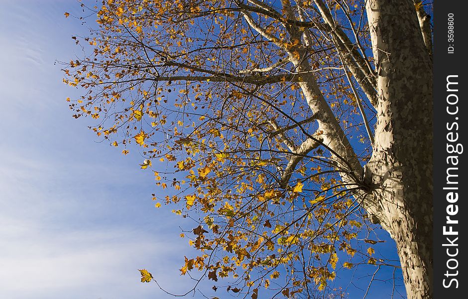 A shot of an autumn tree