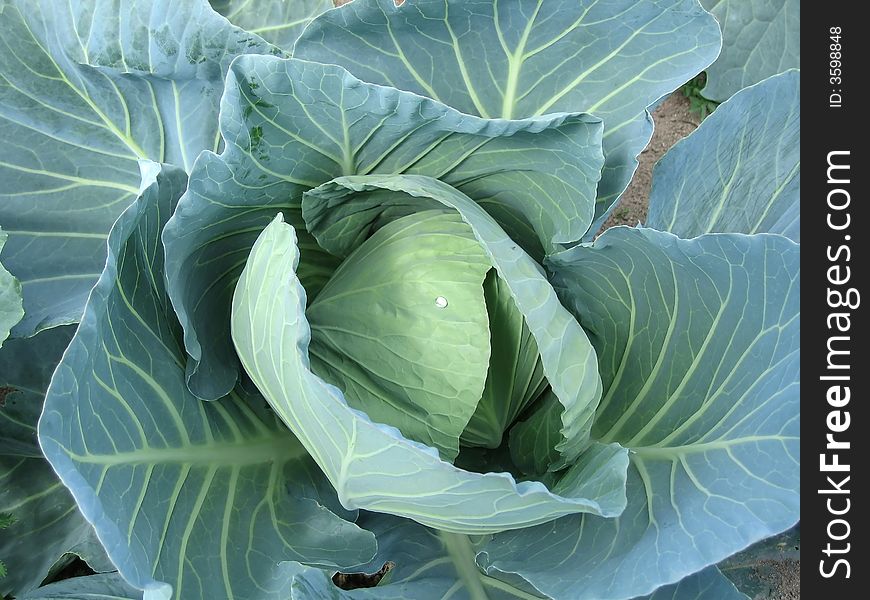 Head of cabbage, growing on a bed