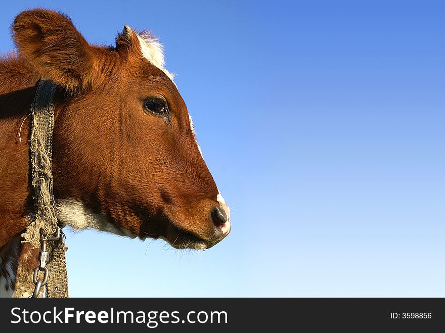 Brown cow in profile on a blue sky background