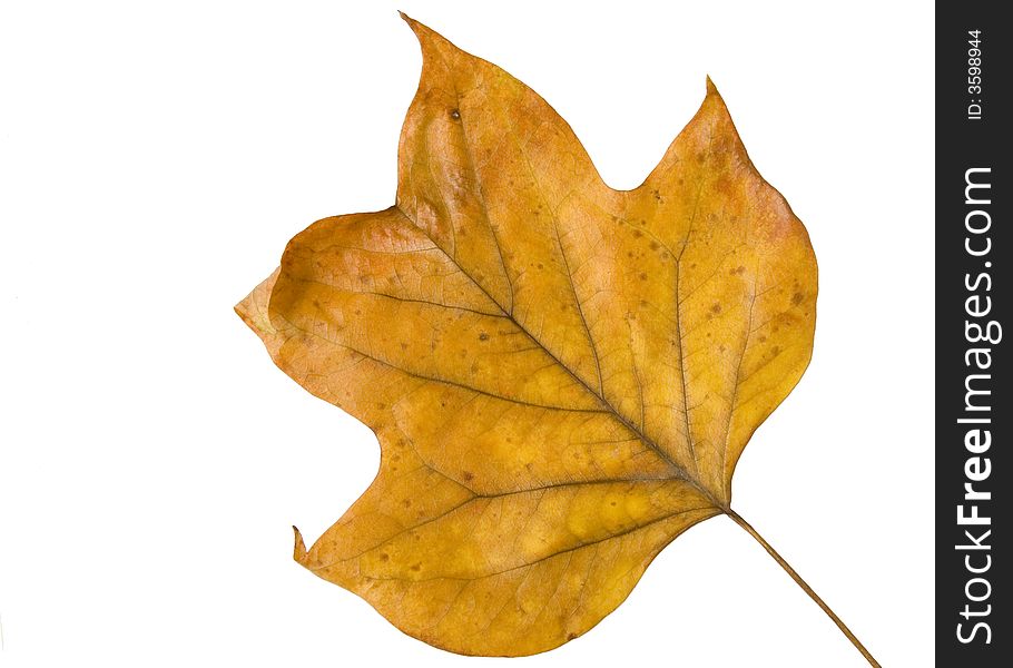 Large yellow autum leaf on a white background. Large yellow autum leaf on a white background