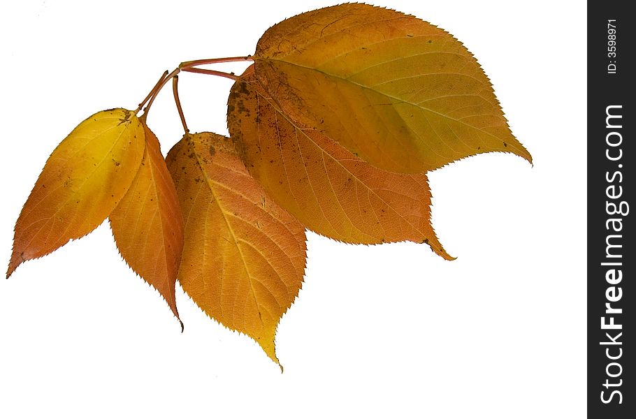 Five autumn leaves of various sizes