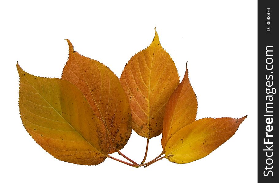 Five Autumn Leaves